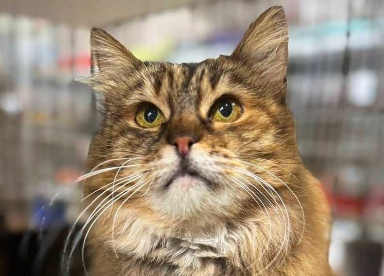 Симпатична пухнаста Марфуша шукає дім! кішка кіт кошеня