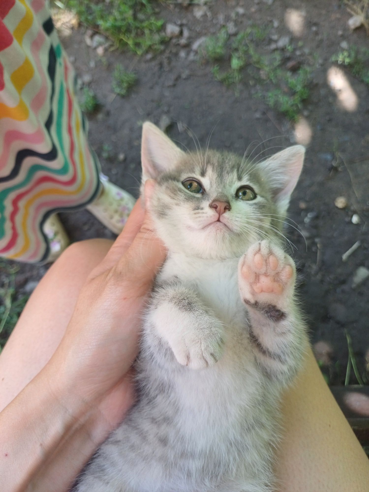 Дарую кошенят, друга в сім'ю