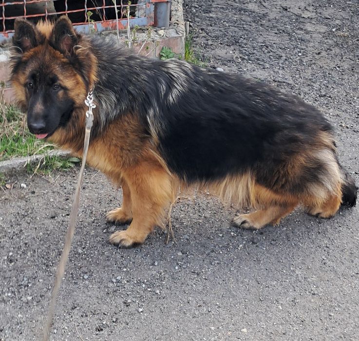 Высокопороднная длинношерстная девочка  8м