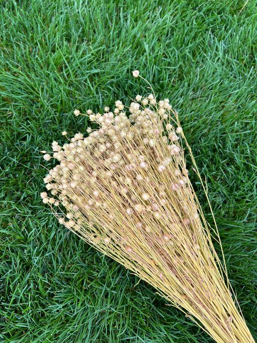 Льон, Пшениця, Овес, жито, нігела, фаляріс, сухоцвіти, соломка павука