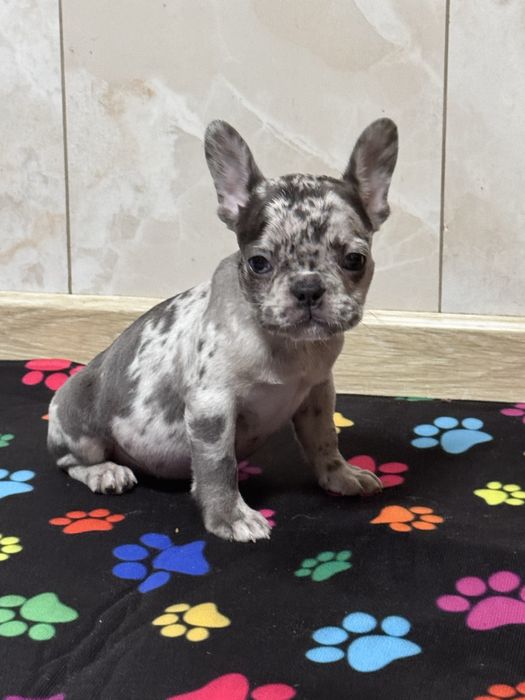 Малята французького бульдога чекають на Вас!Доставка