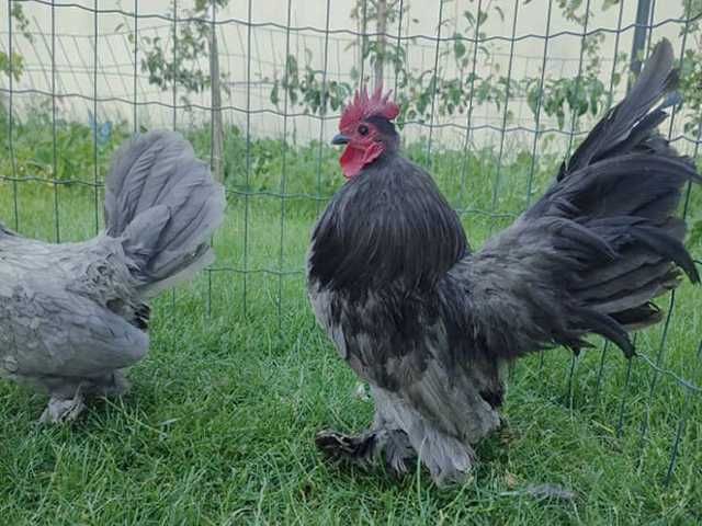 Інкубаційне яйце.(Курчата) Мільфлер фарфоровий,синій, срібло,ізабелла.