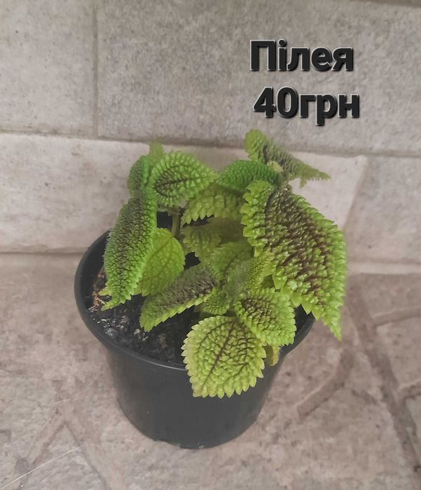 Кімнатні рослини в наявності