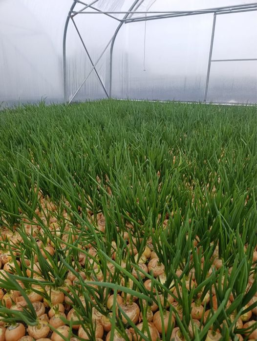 Продам перо цибулі/зелену цибулю