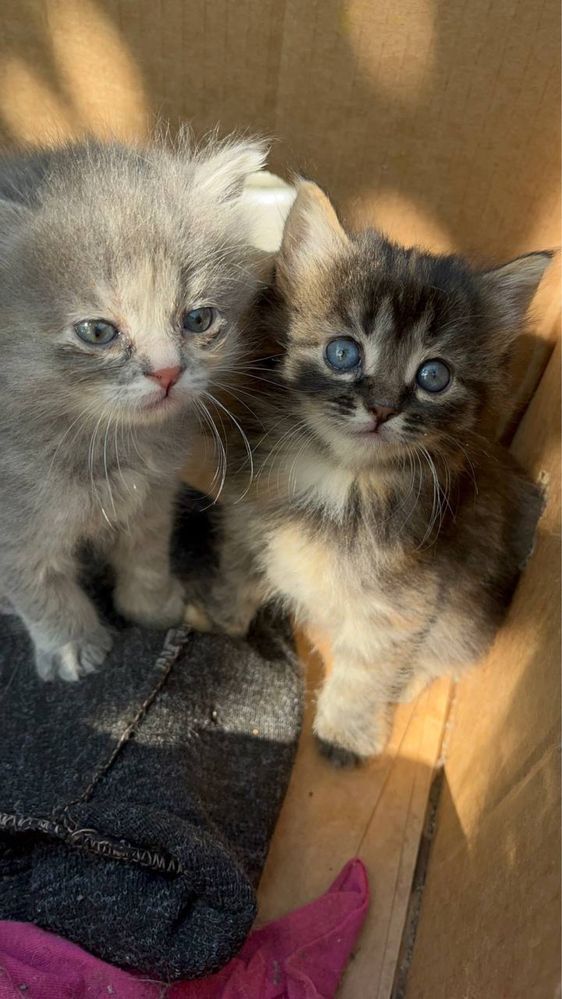 Котенок девочка 1 месяц
