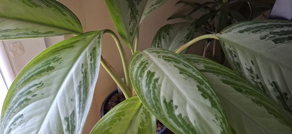 Sadzonki ,philodendron,aglaonema,