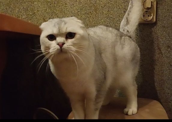 Скоріш фолд срібна шиншила.