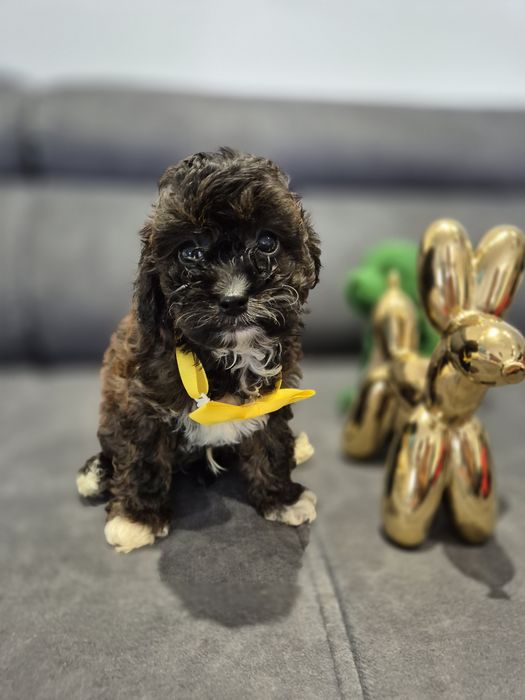 Cavapoo f1b piesek badania ! Sobolowy