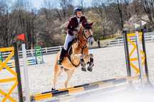 Na sprzedaż warty uwagi 5letni haflinger