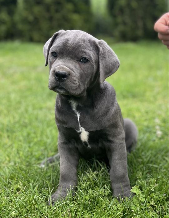 Cane corso szczeniak