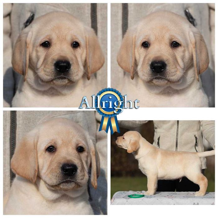 Видео, профпитомник) Элит щенки цуценята лабрадора ретривера ретрівера