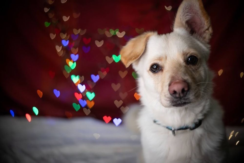 Uroczy, mały biszkoptowy kundelek w typie rasy corgi. Super pies.