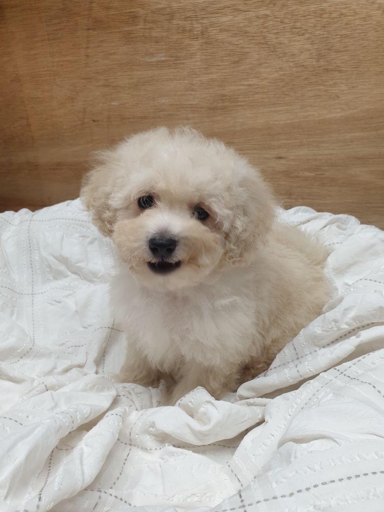 Poochon/ Bichpoo/ Bichon/ Pudel. Chłopczyk.