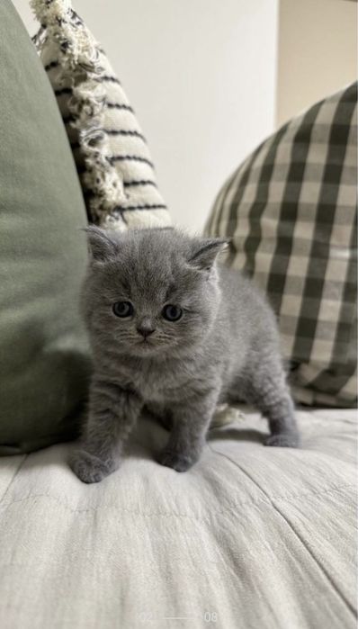 Британські котики, прямовухі кошенята