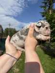Sunia buldog francuski