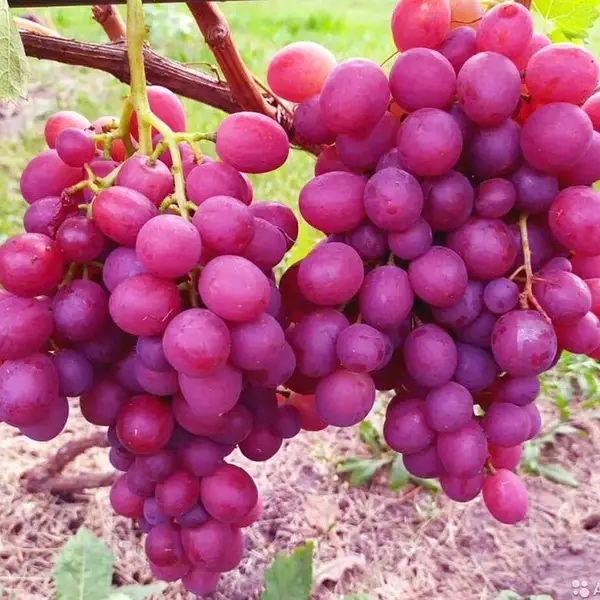 Продажа винограда 2025года Оптом