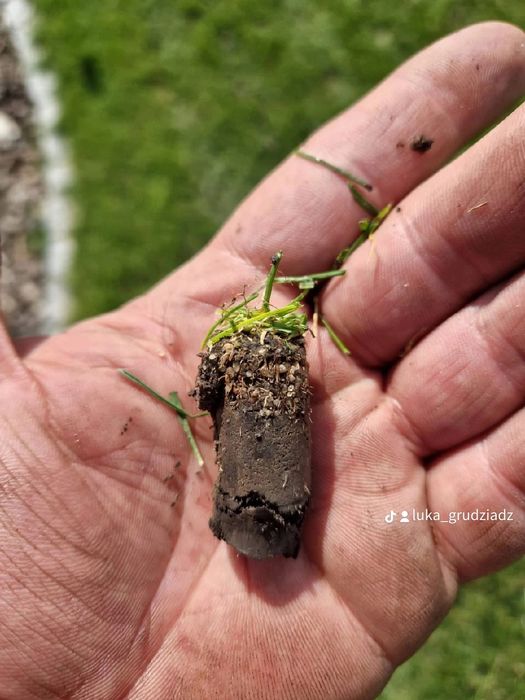 Renowacja trawnika, aeracja, wertykulacja, piaskowanie, dosiewka