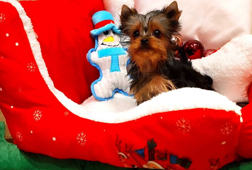 York- piękny 3-mies. piesek mini po Championach- hodowla yorków 30 lat