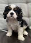 Cavalier King Charles Spaniel szczeniaki