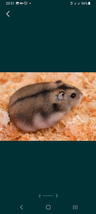 Продам джунгарських хомячков.