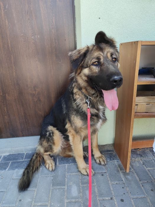 Owczarek kaukaski Greta szuka domu