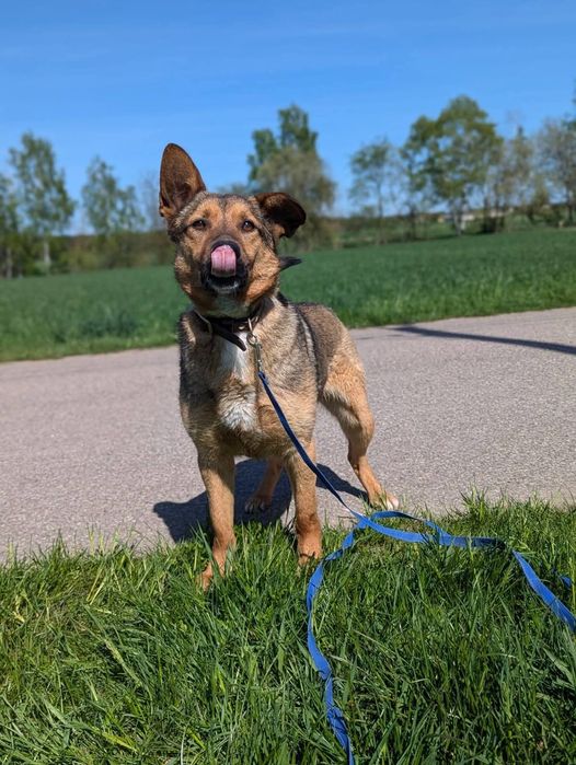 Cudowny Tango szuka domu!