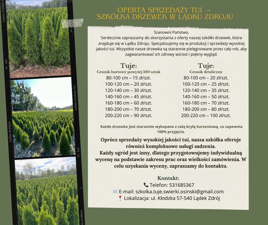 Tuja szmargd SADZENIE TRANSPORT producent plantacja