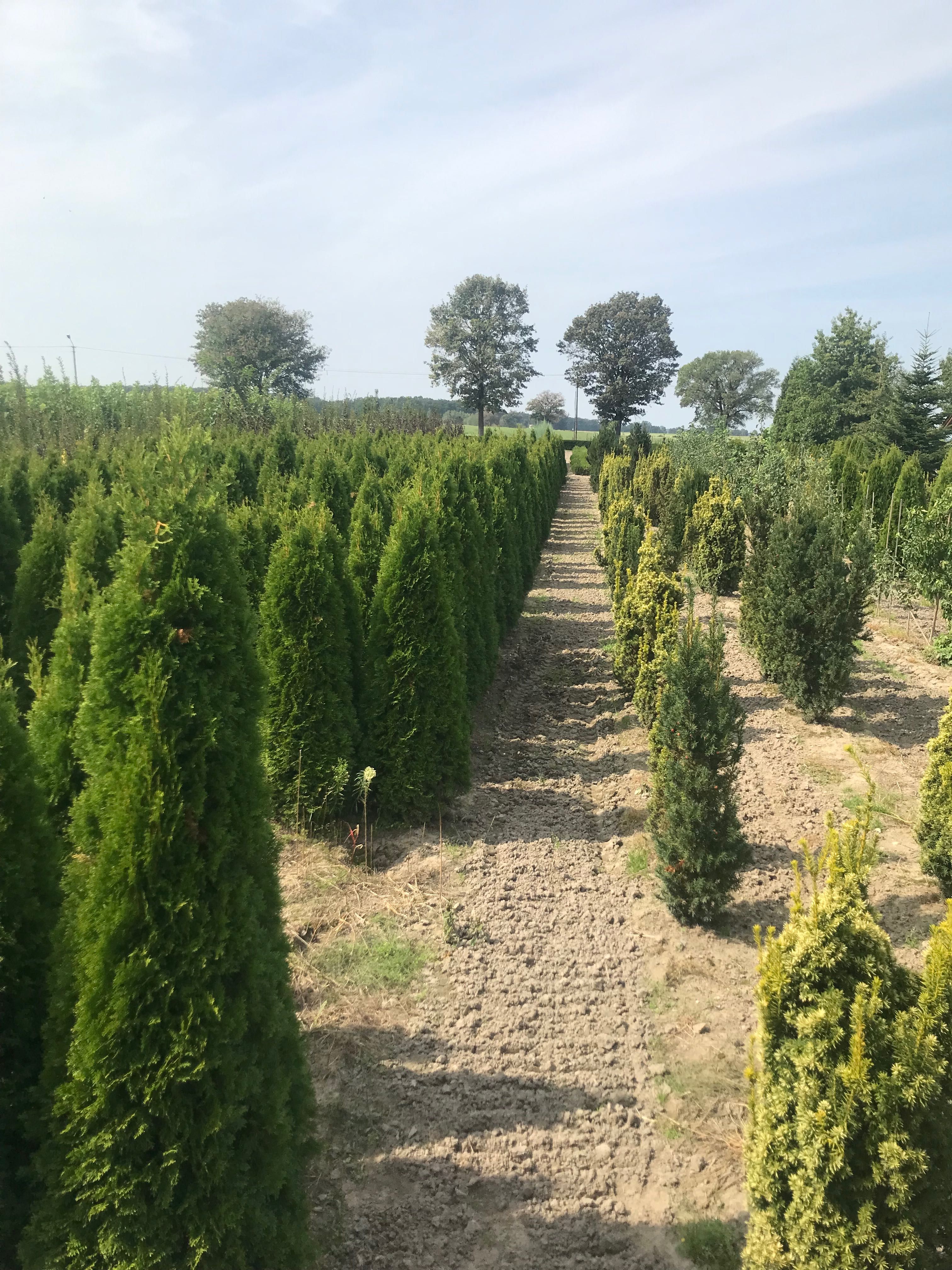 Thuja tuje szmaragd