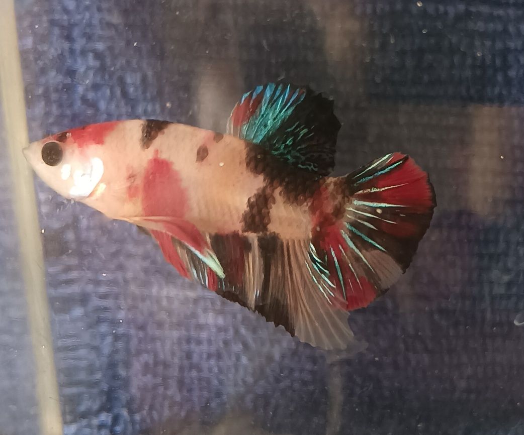 Betta splendens Koi macho