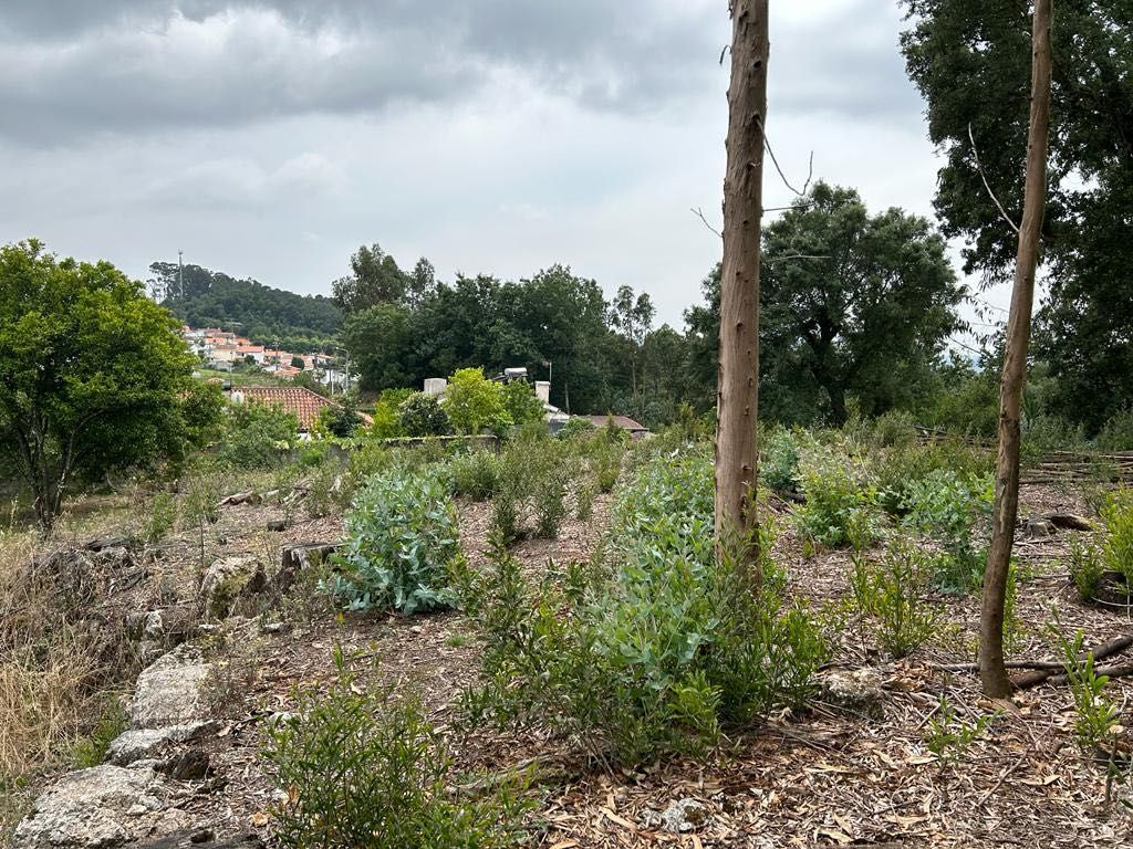 Terreno para construção Cruz