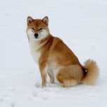 Shiba Inu suczka