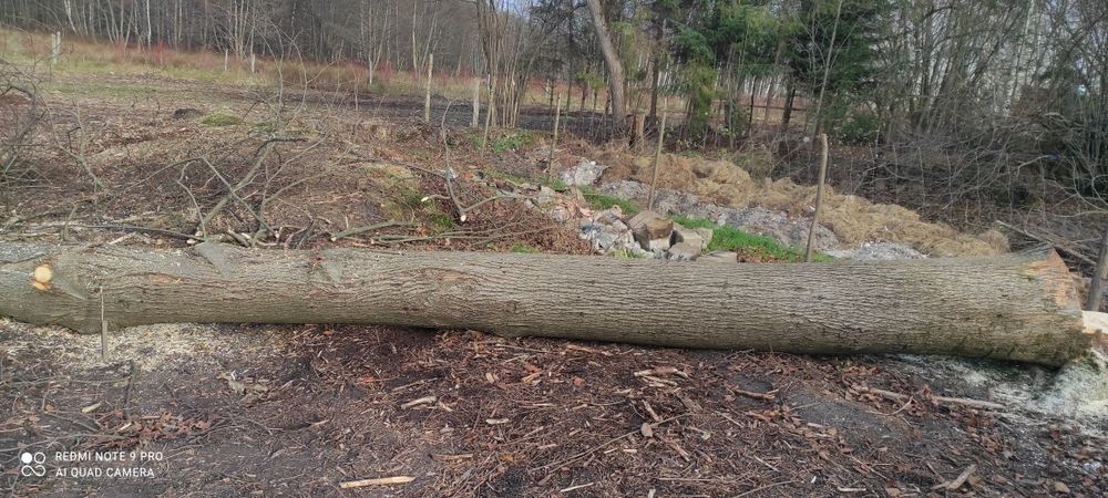 Sprzedam ładną Lipę