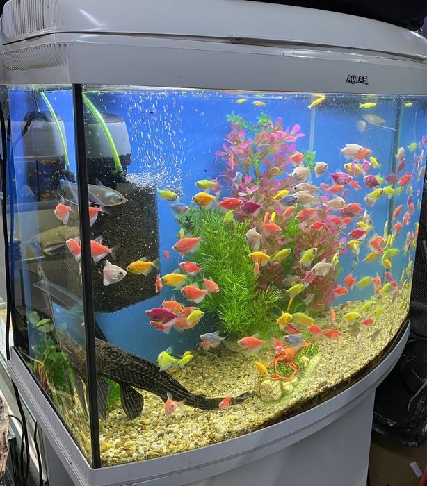 Akwarium Aquael Reef Master z szafką