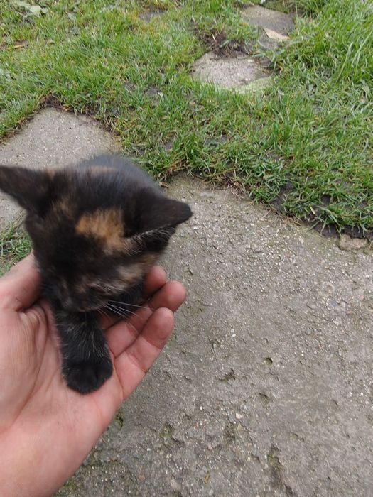 Oddam  Kotki za darmo