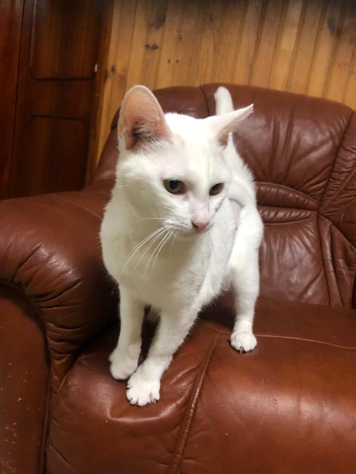 Gata 2 anos esterilizada extremamente meiga