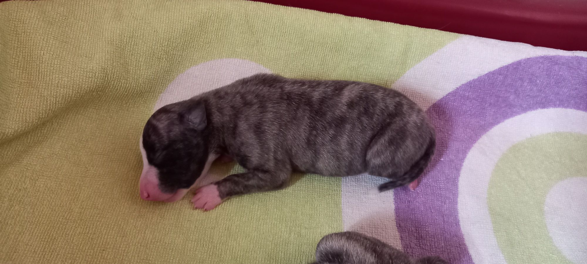 Whippet szczeniak