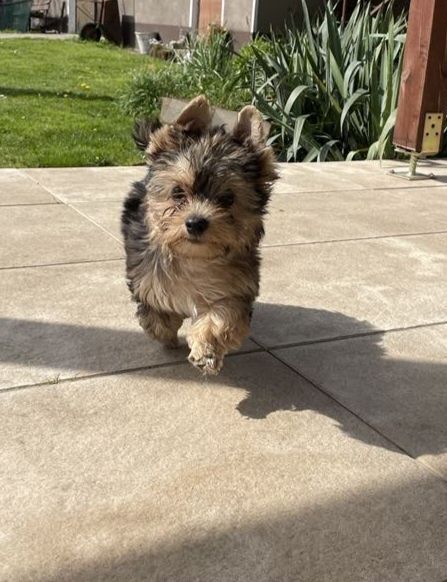 Piesek Yorkshire terrier merle