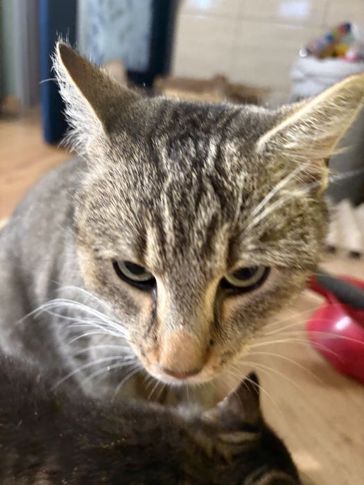 Roczny kocur szuka domu