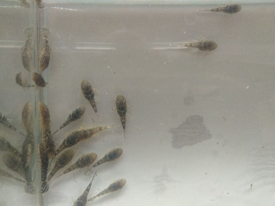 Glonojad - zbrojnik niebieski, Katowice 1000-lecie