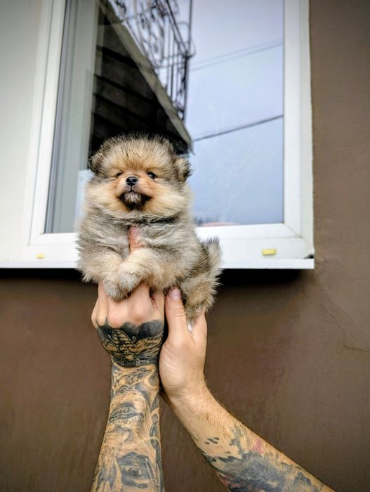 Шикарна дівчинка