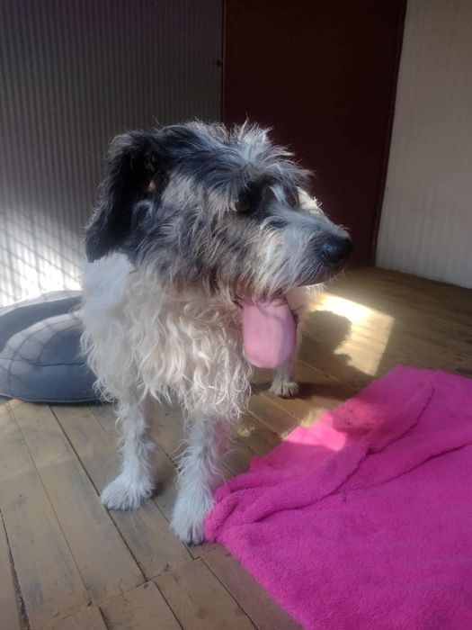 Oddam za darmo, do adopcji- Uroczy Maciuś szuka domu