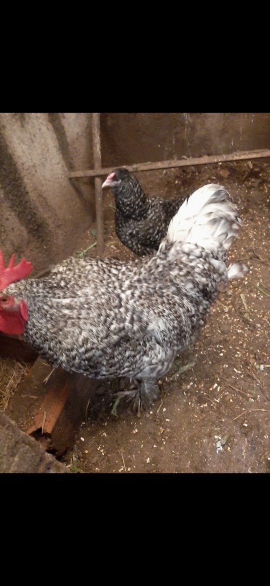 Ovos  malines para incubação