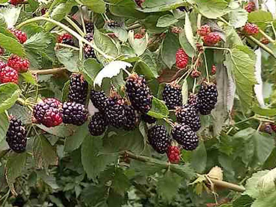 Саженци рання безшипної ожини. Крупна і смачна