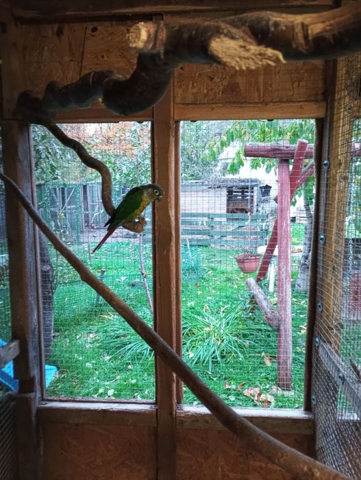 Sprzedam samca nimfy