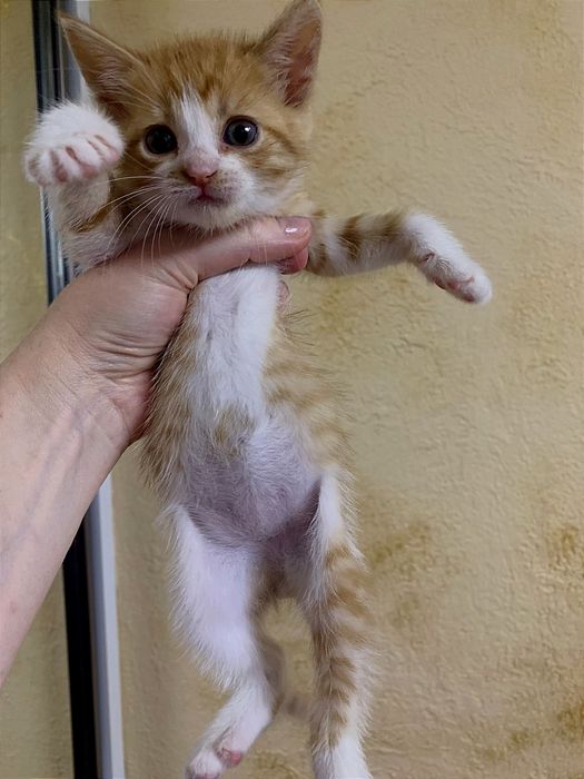 Отдам_ кошки_ котята_ рыжик