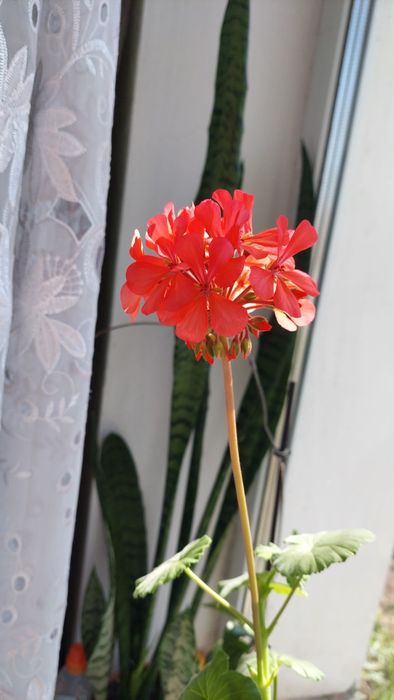 Пеларгонія, герань, живці, 5 шт 100 грн