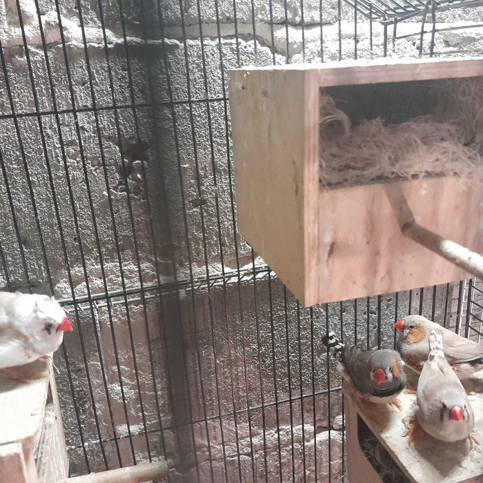 zeberki sprzedam, odbiór własny