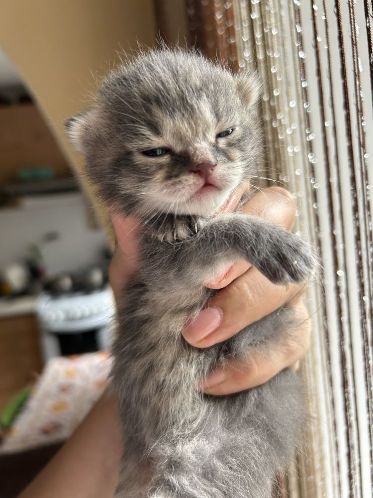 Котики шукають сімʼю