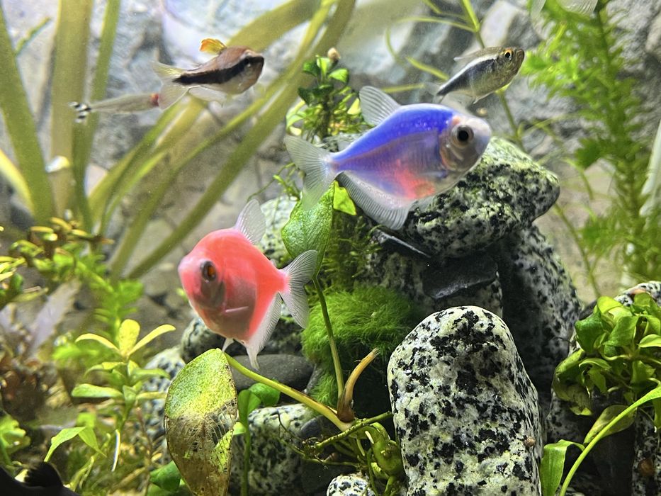 Продам Тернецію