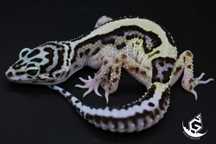 Space Geckos - Gekon lamparci Mack Snow Bold/Jungle, Mack Snow Eclipse